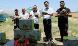 娱乐吃瓜小八哥是谁
