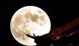 月亮吃瓜娱乐说,揭秘娱乐圈幕后故事