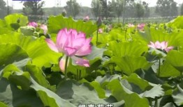 荷花最近爆料视频播放,揭秘幕后故事，精彩瞬间回顾