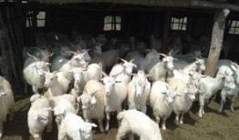 内蒙小羊羔爆料视频大全,视频大全背后的真实故事