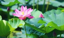 荷花最近爆料视频播放,揭秘幕后故事，精彩瞬间回顾