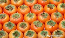 网红柿子爆料视频大全,揭秘幕后真相与热门话题