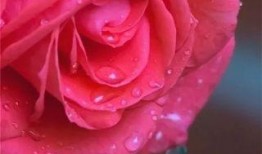 水晶玫瑰最新爆料视频播放,惊人内幕大公开！