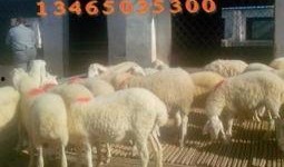 内蒙小羊羔爆料视频大全,视频大全背后的真实故事