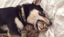 狗子的最新爆料视频下载,幕后真相大起底！