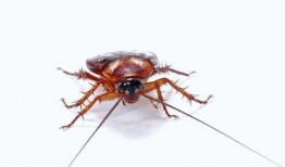 娱乐吃瓜酱大蟑螂,揭秘娱乐圈那些不为人知的幕后故事