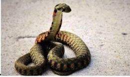 毒蛇2008电影在线观看,生死较量，惊悚来袭