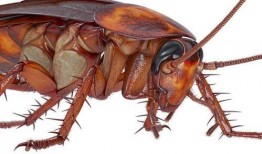 娱乐吃瓜酱大蟑螂,揭秘娱乐圈那些不为人知的幕后故事