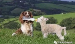 内蒙小羊羔爆料视频大全,视频大全背后的真实故事