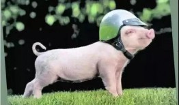 娱乐圈吃瓜爆料的小说小香猪推荐