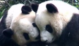 娱乐吃瓜熊猫,娱乐界新宠儿