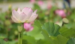 荷花最近爆料视频播放,揭秘幕后故事，精彩瞬间回顾