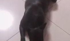 主播扎狗爆料视频大全最新,揭秘娱乐圈幕后真相