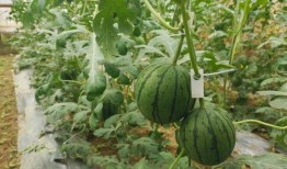 吃瓜网-免费吃瓜官网5.1,免费吃瓜官网带你畅享夏日盛宴！