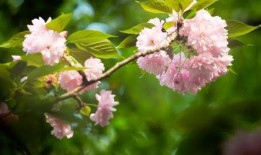 樱花最新爆料更新视频,揭秘视频背后的惊人真相！