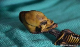 最新爆料外星人,外星生命迹象引发全球关注