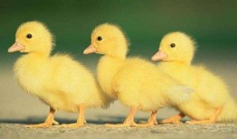 永丰血鸭爆料视频播放,视频播放背后的美食传奇