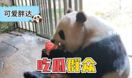 娱乐吃瓜熊猫,娱乐界新宠儿