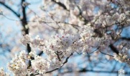 樱花最新爆料更新视频,揭秘视频背后的惊人真相！