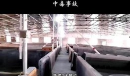 彭州网友爆料事件视频,视频揭露惊人真相！