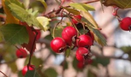 空心山楂爆料方法视频,空心山楂的神奇制作方法