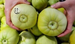 甜瓜游乐场最新更新爆料,畅享无限欢乐新篇章！