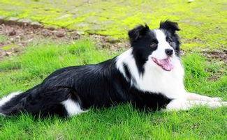 娱乐吃瓜酱边牧